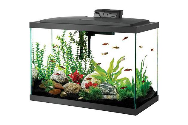 Best Fish Tanks: Heater, Light, and Accessories