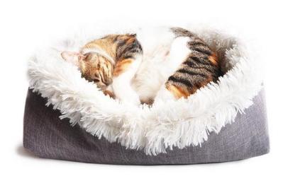 cat mat bed