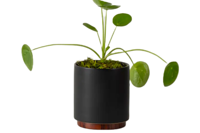 23 Best Gifts for Plant Lovers of 2024