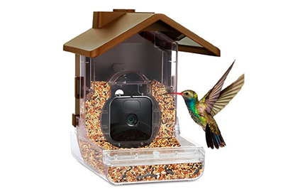 Take Glamor Shots of Hummingbirds With the New Bird Buddy Feeder - CNET