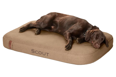 Why We Love the Suede Bagel Dog Bed for 2024