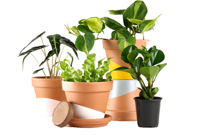 The 2 Best Places to Buy Plants Online of 2025